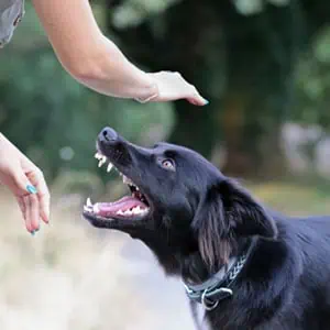 Alert dog barks at woman, hinting at potential animal aggression.
